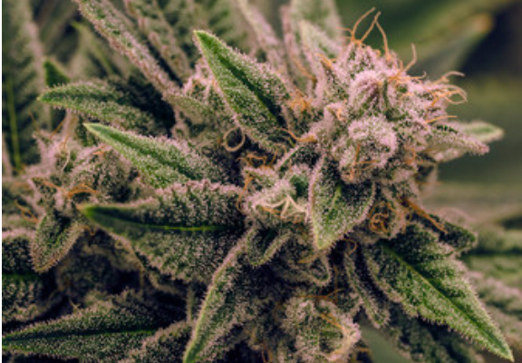 7 High-Energy Cannabis Strains To Help You Get Active And Fight Fatigue
