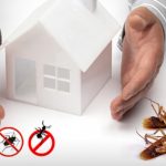 Eco Friendly Pest Service Is Just What Your Business Need