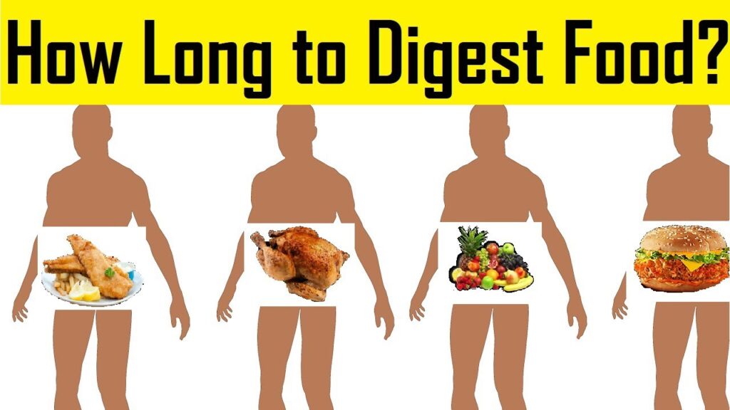 How Long Does it Take to Digest Food
