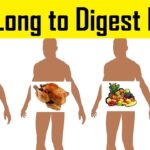 How Long Does it Take to Digest Food