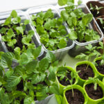 Vegetable Seeds Indoors vs Outdoors